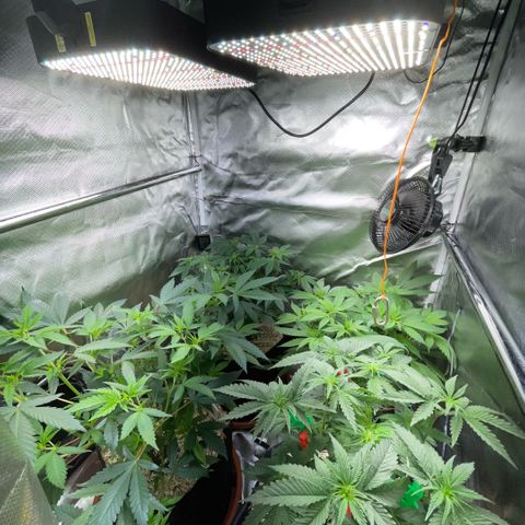 Dante’s Inferno - Mile High Dave by KilliczGe growlog timeline photo