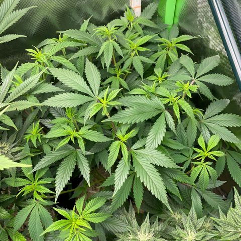 Tangerine Dream Clon #1 by KilliczGe growlog timeline photo
