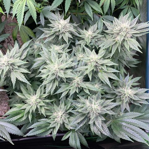 Big Bud by KilliczGe growlog timeline photo