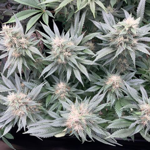 Permanent Marker by KilliczGe growlog timeline photo