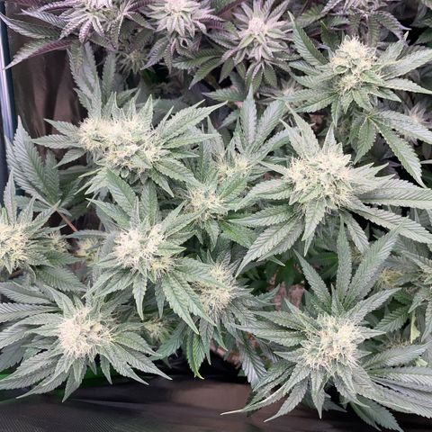 Purple Zkittlez #2 by KilliczGe growlog timeline photo