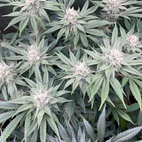 Purple Zkittlez #1 by KilliczGe growlog timeline photo