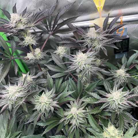 Cereal Milk #3 by KilliczGe growlog timeline photo