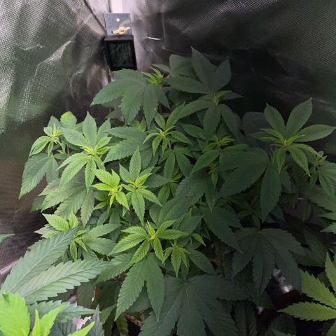 Big Bud 1 Klon 1 by KilliczGe growlog timeline photo