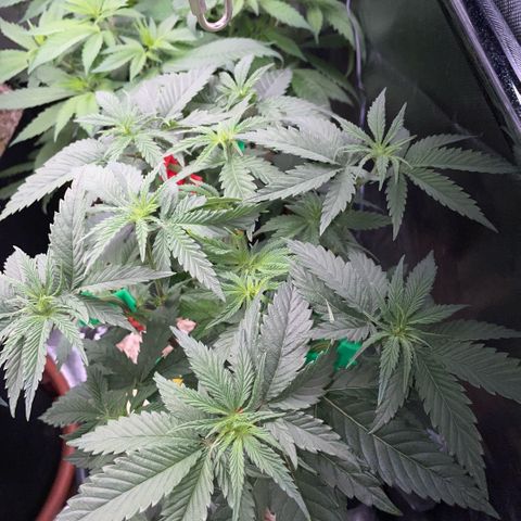 Dante’s Inferno - Mile High Dave by KilliczGe growlog timeline photo