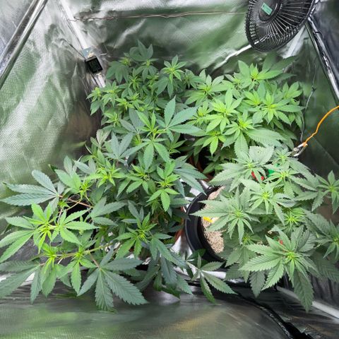 Dante’s Inferno - Mile High Dave by KilliczGe growlog timeline photo