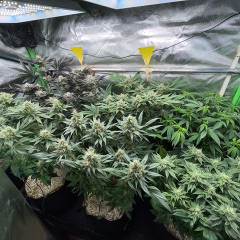 Cereal Milk #3 by KilliczGe growlog timeline photo