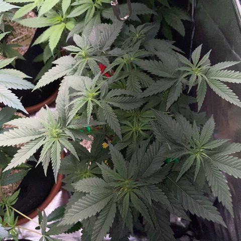 Dante’s Inferno - Mile High Dave by KilliczGe growlog timeline photo