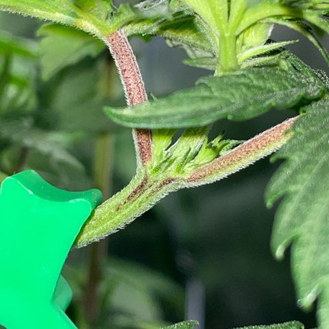 Dante’s Inferno - Mile High Dave by KilliczGe growlog timeline photo