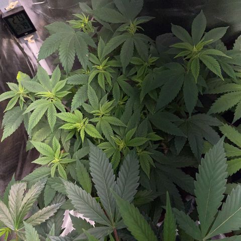 Big Bud 1 Klon 1 by KilliczGe growlog timeline photo