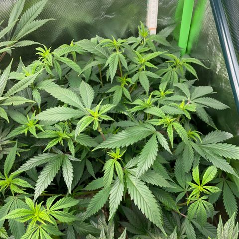 Tangerine Dream Clon #1 by KilliczGe growlog timeline photo