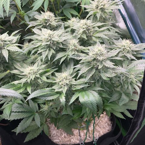 Big Bud by KilliczGe growlog timeline photo