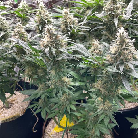 Permanent Marker by KilliczGe growlog timeline photo