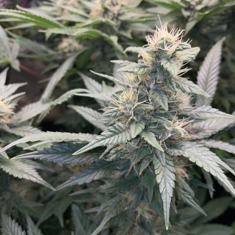 Permanent Marker by KilliczGe growlog timeline photo