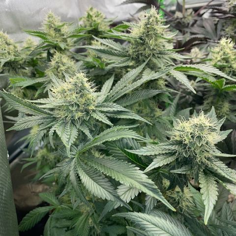 Purple Zkittlez #2 by KilliczGe growlog timeline photo