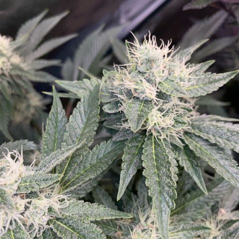 Purple Zkittlez #2 by KilliczGe growlog timeline photo