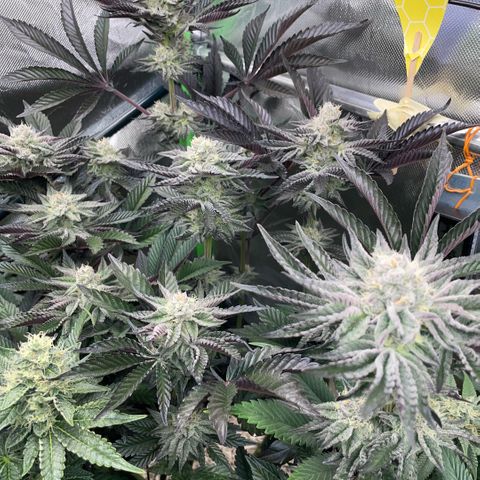 Cereal Milk #3 by KilliczGe growlog timeline photo