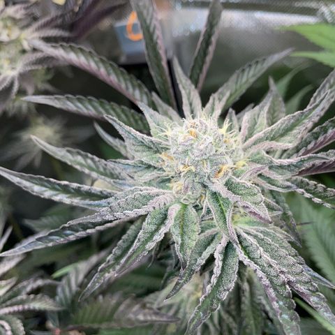 Cereal Milk #3 by KilliczGe growlog timeline photo