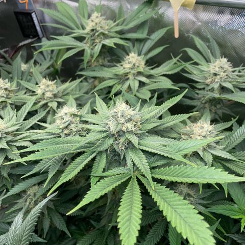 Purple Zkittlez #1 by KilliczGe growlog timeline photo