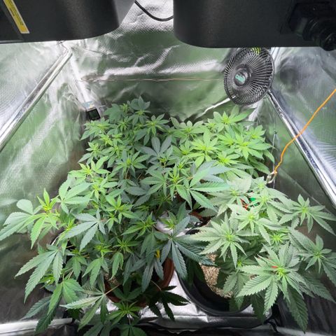 Dante’s Inferno - Mile High Dave by KilliczGe growlog timeline photo