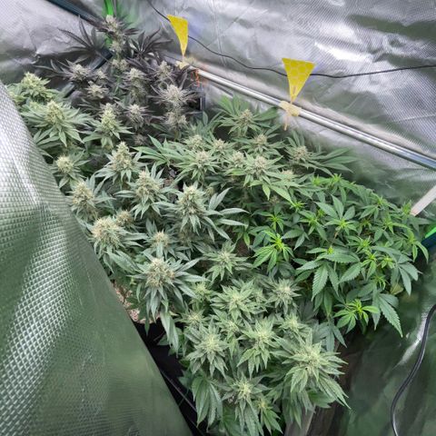 Cereal Milk #3 by KilliczGe growlog timeline photo