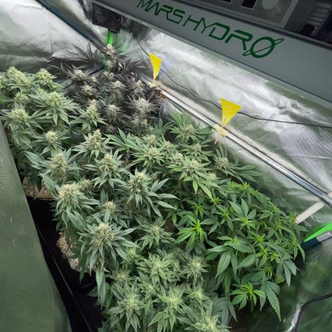 Cereal Milk #3 by KilliczGe growlog timeline photo