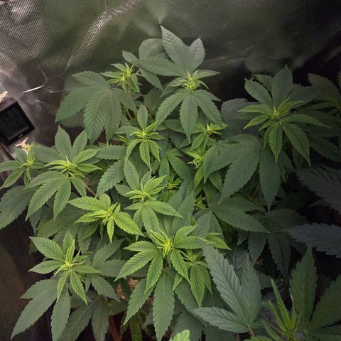 Big Bud 1 Klon 1 by KilliczGe growlog timeline photo