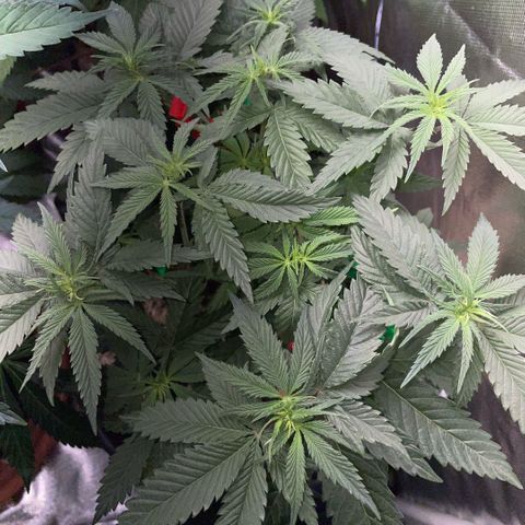 Dante’s Inferno - Mile High Dave by KilliczGe growlog timeline photo