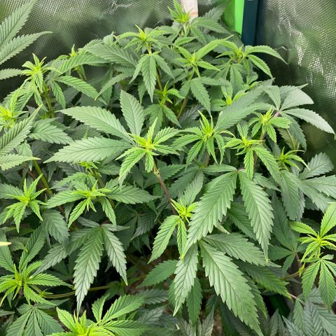 Tangerine Dream Clon #1 by KilliczGe growlog timeline photo