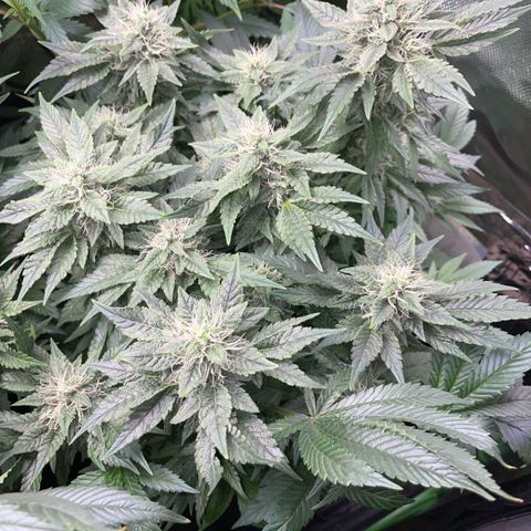 Big Bud by KilliczGe growlog timeline photo