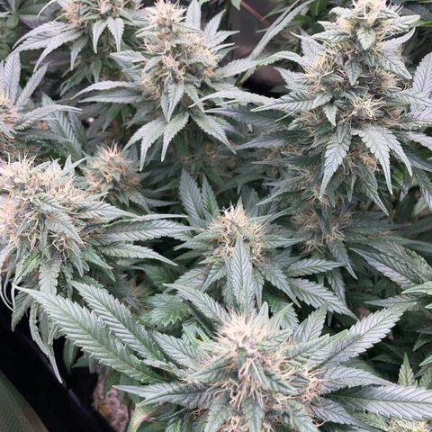 Permanent Marker by KilliczGe growlog timeline photo