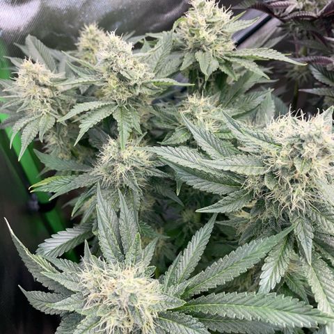 Purple Zkittlez #2 by KilliczGe growlog timeline photo