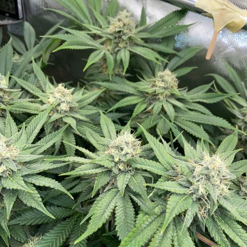 Purple Zkittlez #1 by KilliczGe growlog timeline photo