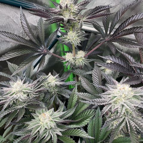 Cereal Milk #3 by KilliczGe growlog timeline photo