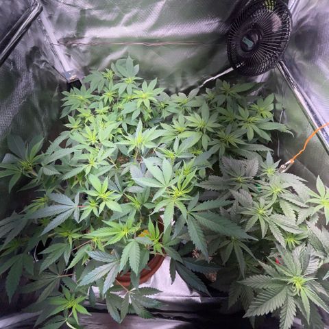 Dante’s Inferno - Mile High Dave by KilliczGe growlog timeline photo