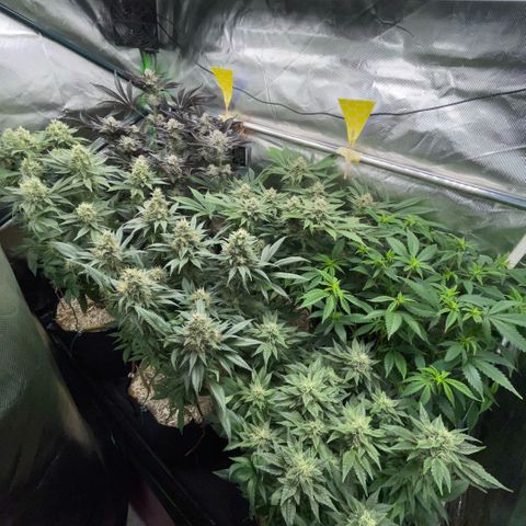 Cereal Milk #3 by KilliczGe growlog timeline photo