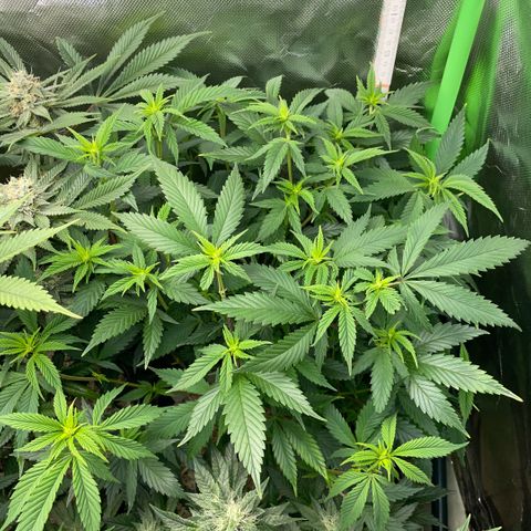 Tangerine Dream Clon #1 by KilliczGe growlog timeline photo