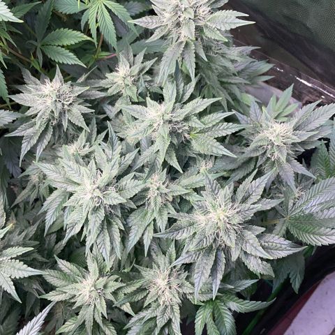 Big Bud by KilliczGe growlog timeline photo
