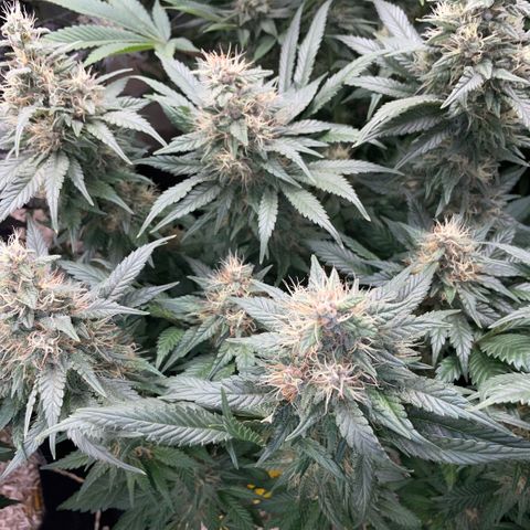 Permanent Marker by KilliczGe growlog timeline photo