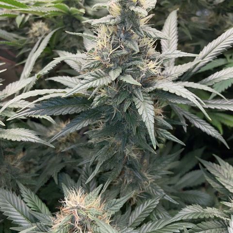 Permanent Marker by KilliczGe growlog timeline photo