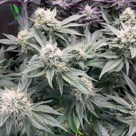 Purple Zkittlez #2 by KilliczGe growlog timeline photo