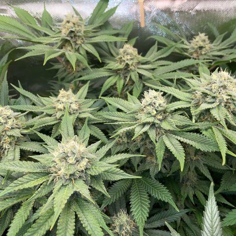 Purple Zkittlez #1 by KilliczGe growlog timeline photo