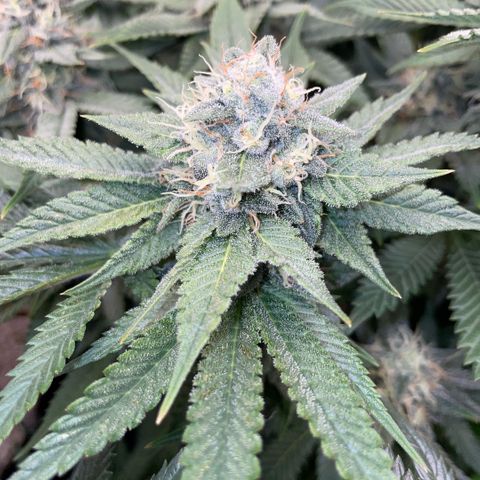 Purple Zkittlez #1 by KilliczGe growlog timeline photo