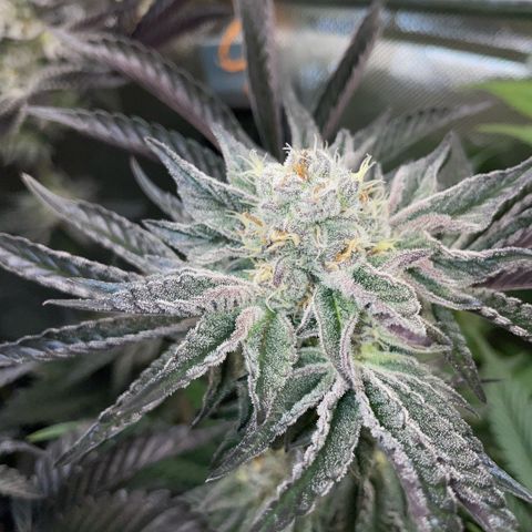 Cereal Milk #3 by KilliczGe growlog timeline photo