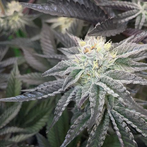 Cereal Milk #3 by KilliczGe growlog timeline photo