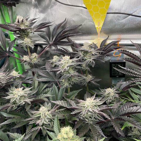 Cereal Milk #3 by KilliczGe growlog timeline photo