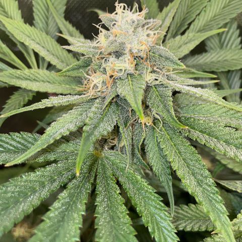Purple Zkittlez #1 by KilliczGe growlog timeline photo