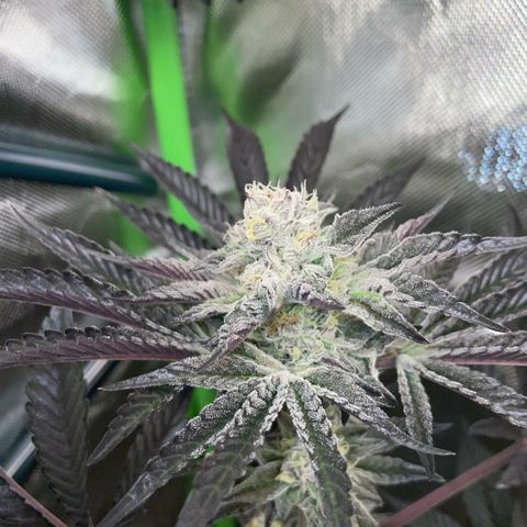 Cereal Milk #3 by KilliczGe growlog timeline photo