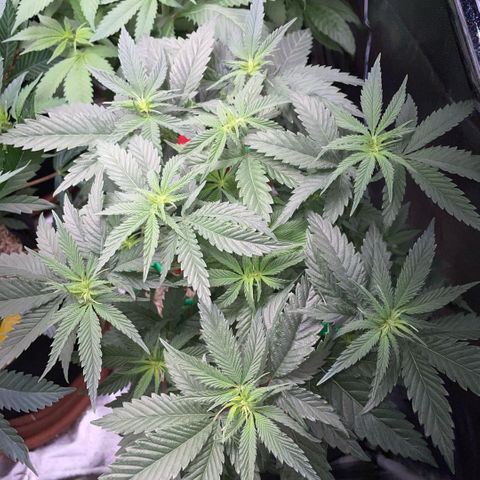 Dante’s Inferno - Mile High Dave by KilliczGe growlog timeline photo