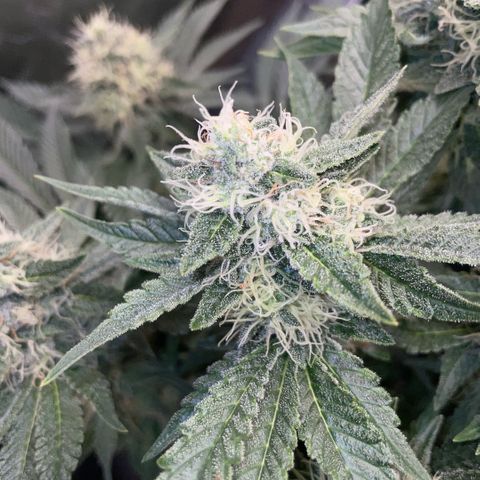 Purple Zkittlez #2 by KilliczGe growlog timeline photo